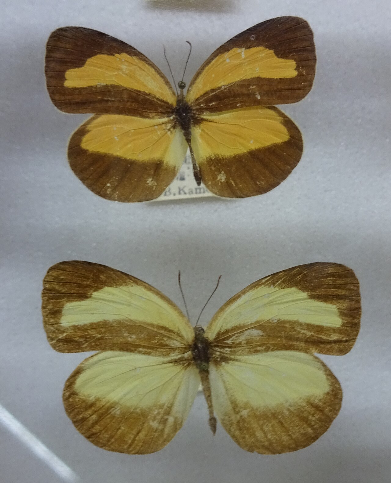 岛屿黄蝶（Eurema alitha）