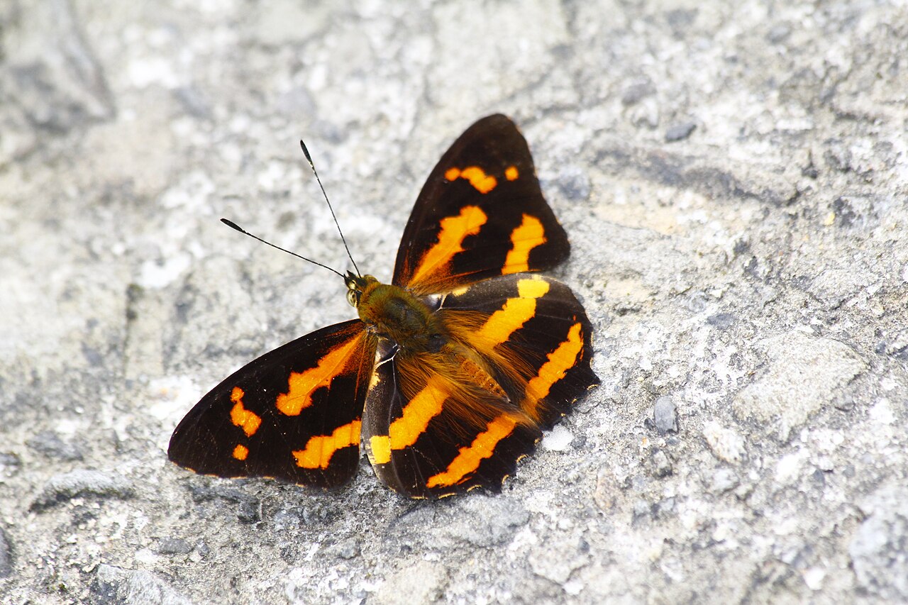 花豹盛蛱蝶（Symbrenthia hypselis）