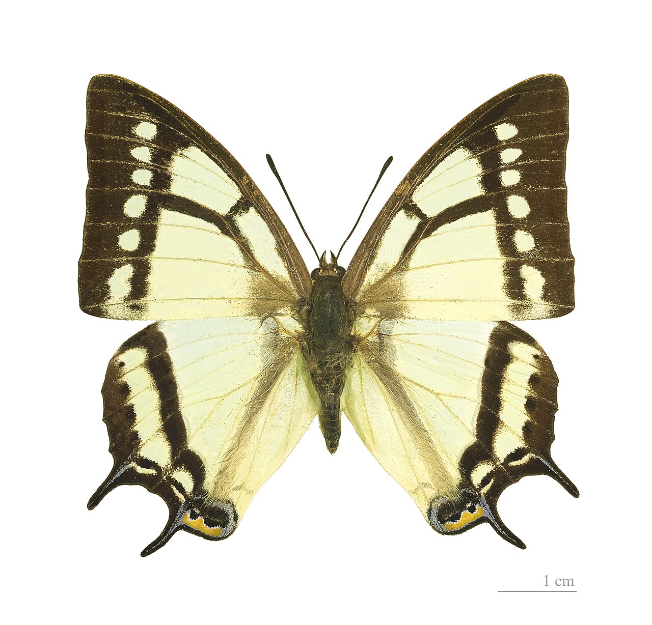 小双尾蛱蝶（Polyura narcaeus）
