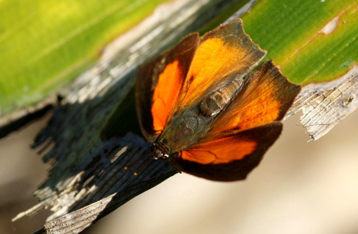 银灰蝶（Curetis acuta）