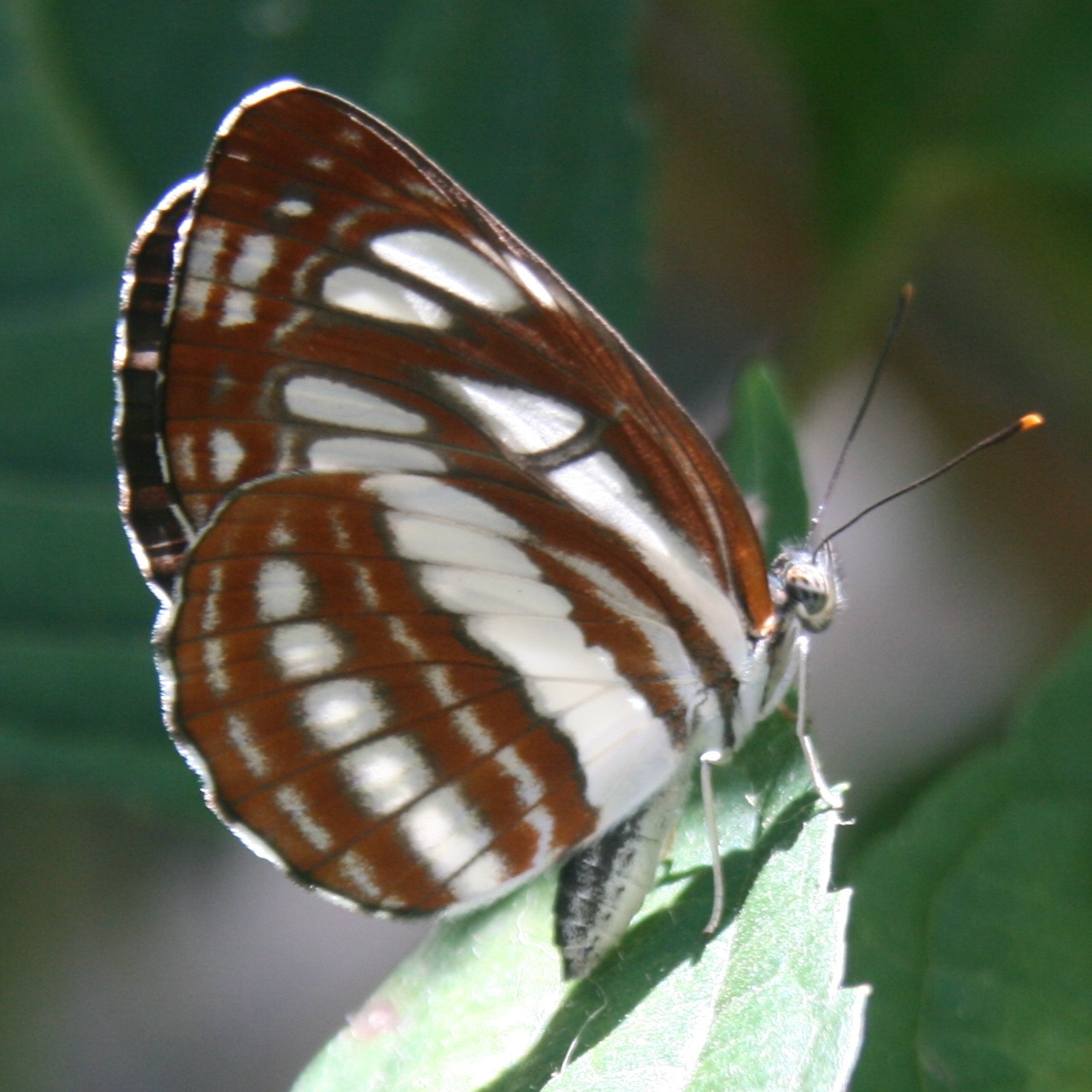 小环蛱蝶（Neptis sappho）