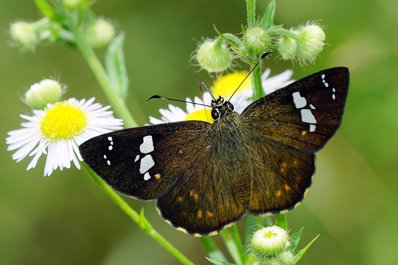 尖翅星弄蝶（Celaenorrhinus pulomaya）