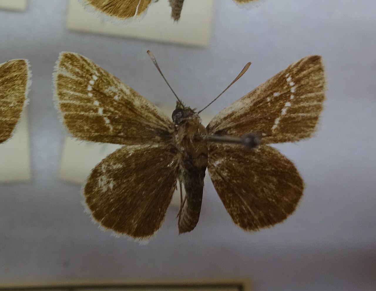 弧弄蝶（Aeromachus inachus）