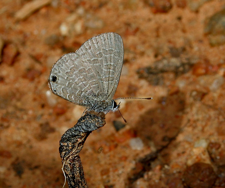 密纹波灰蝶（Prosotas dubiosa）