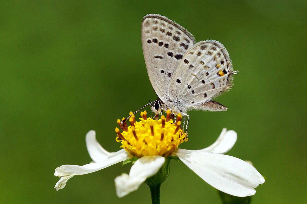 密点玄灰蝶（Tongeia filicaudis）