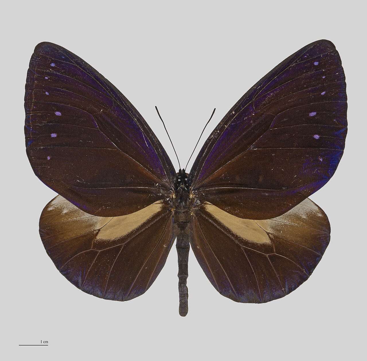 大紫斑蝶（Euploea phaenareta）