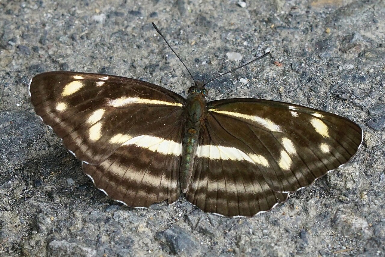 奇环蛱蝶（Neptis ilos）