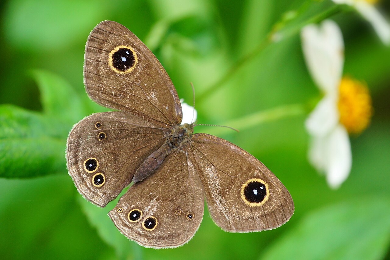 大波眼蝶（Ypthima atra）