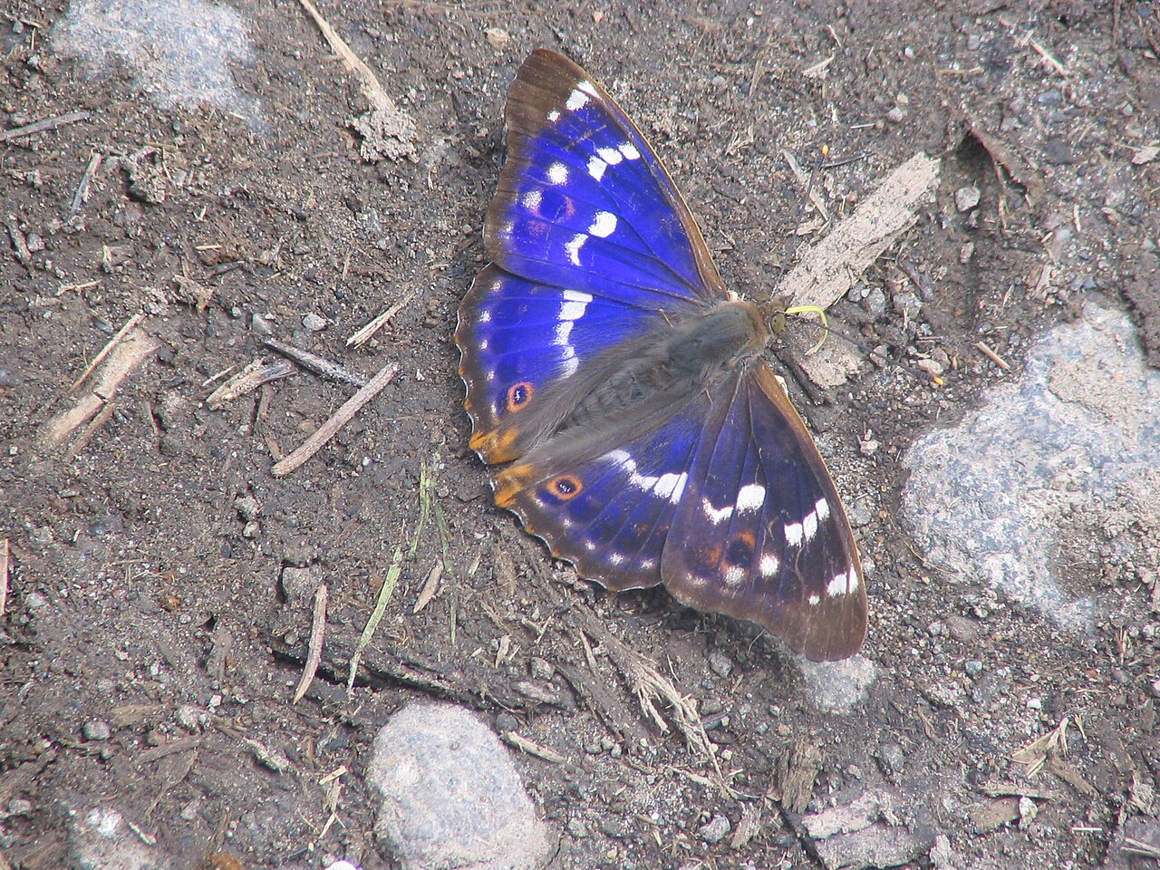 柳紫闪蛱蝶（Apatura ilia）