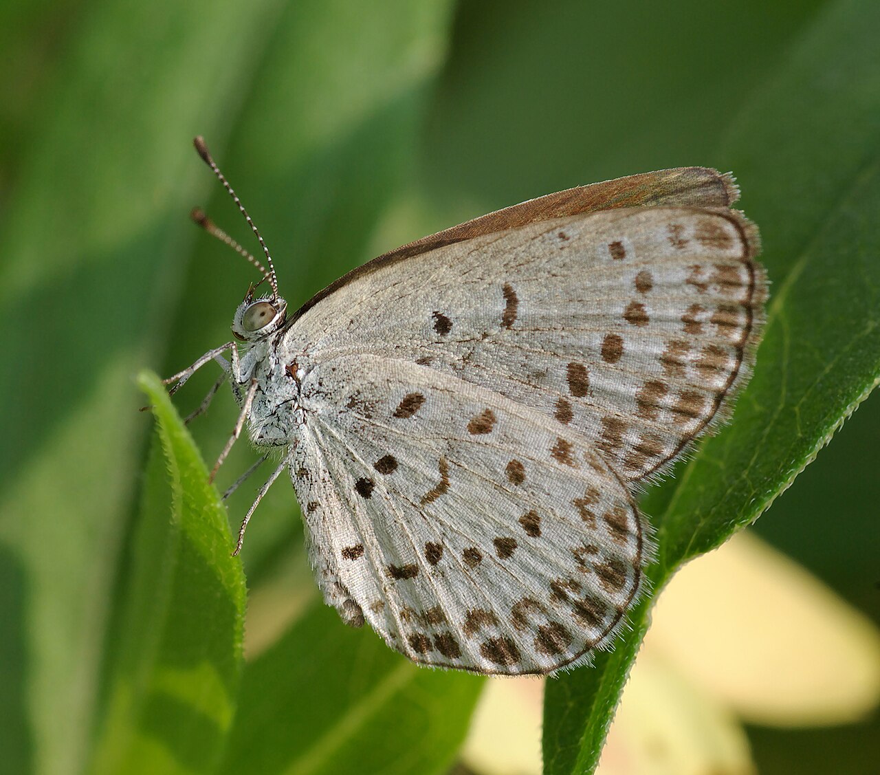 酢浆灰蝶（Pseudozizeeria maha）