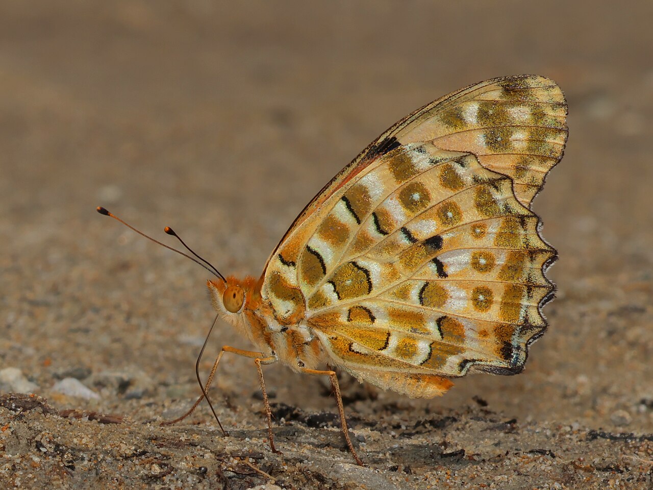 斐豹蛱蝶（Argynnis hyperbius）