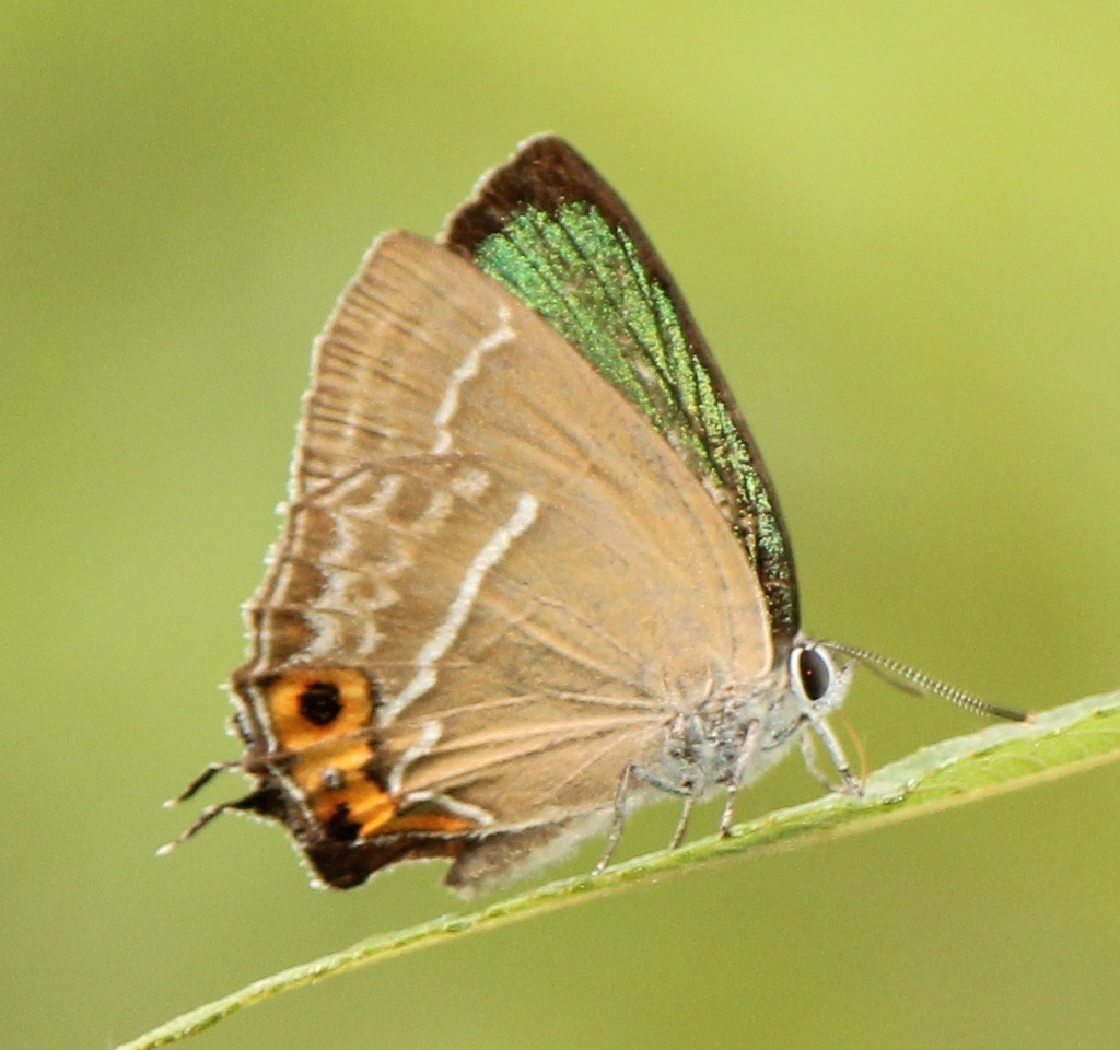 日本桤翠灰蝶（Neozephyrus japonicus）
