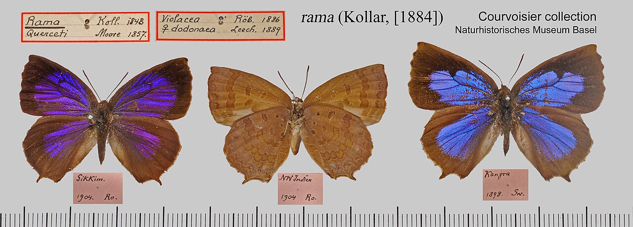 短尾紫灰蝶（Amblypodia rama）