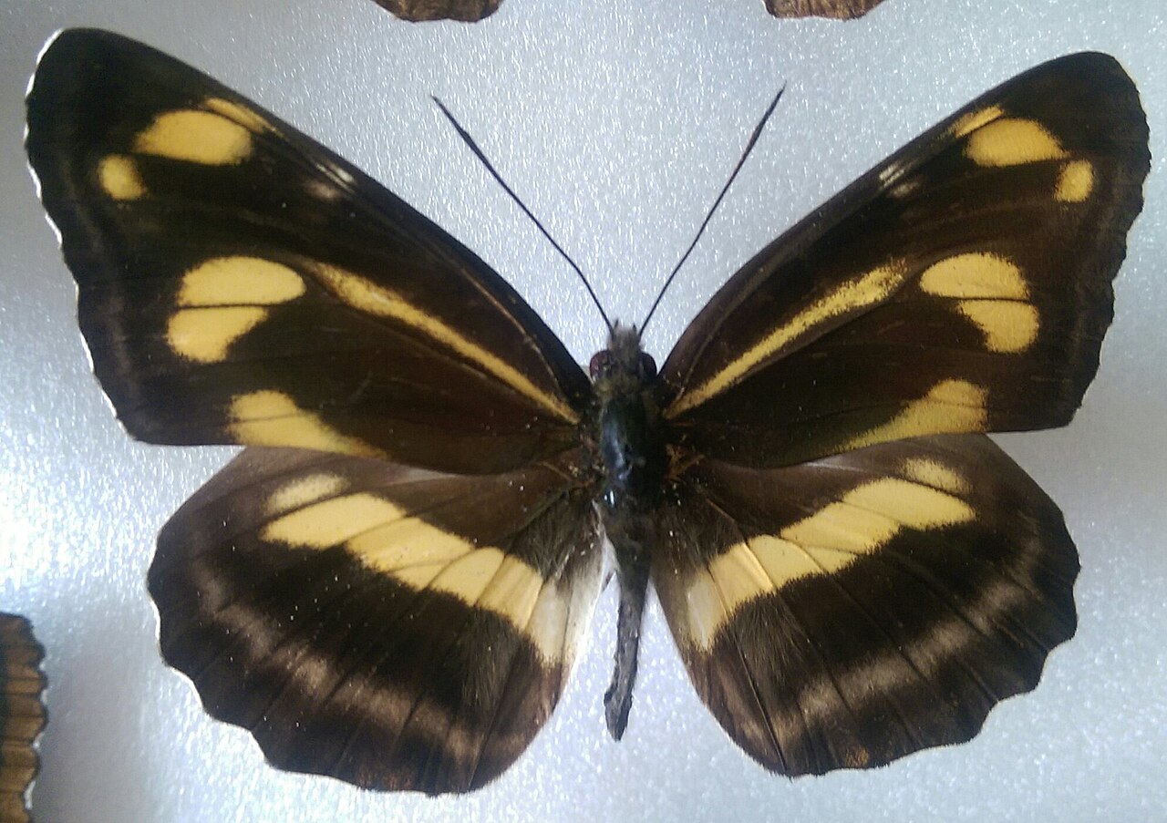提环蛱蝶（Neptis thisbe）