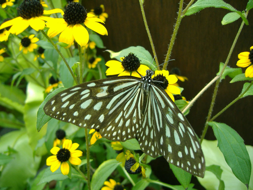 拟旖斑蝶（Ideopsis similis）