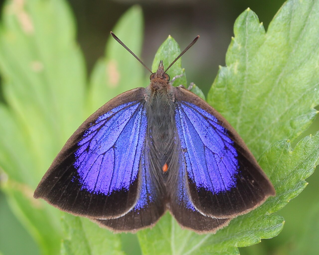 日本紫灰蝶（Amblypodia japonica）