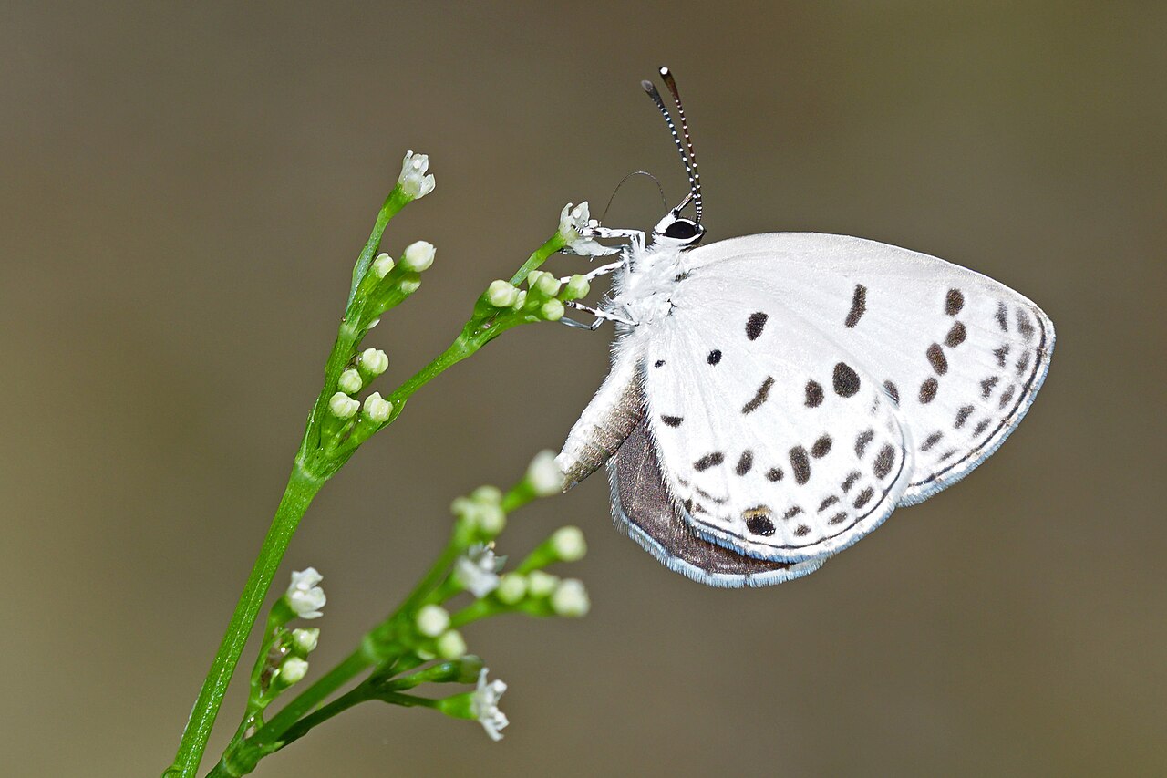 森灰蝶（Shijimia moorei）