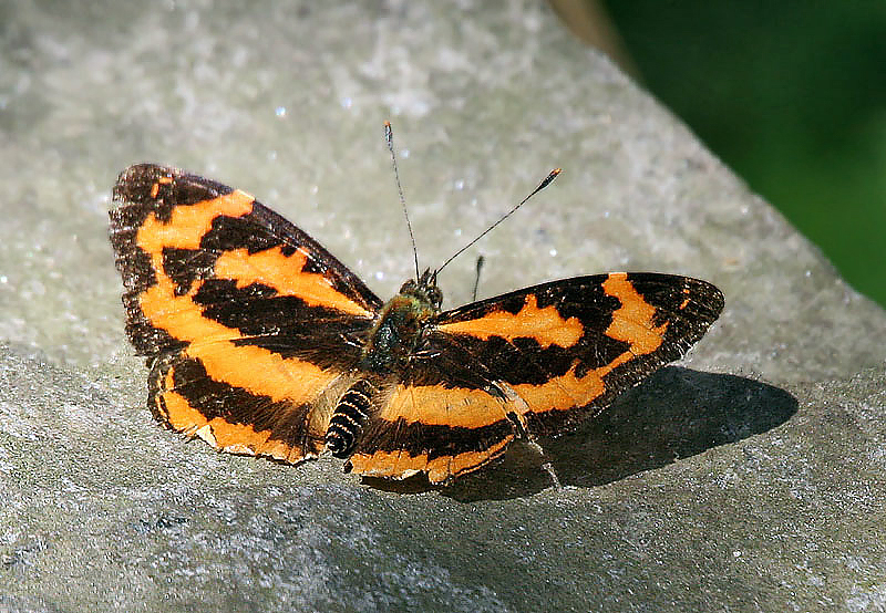 散纹盛蛱蝶（Symbrenthia lilaea）
