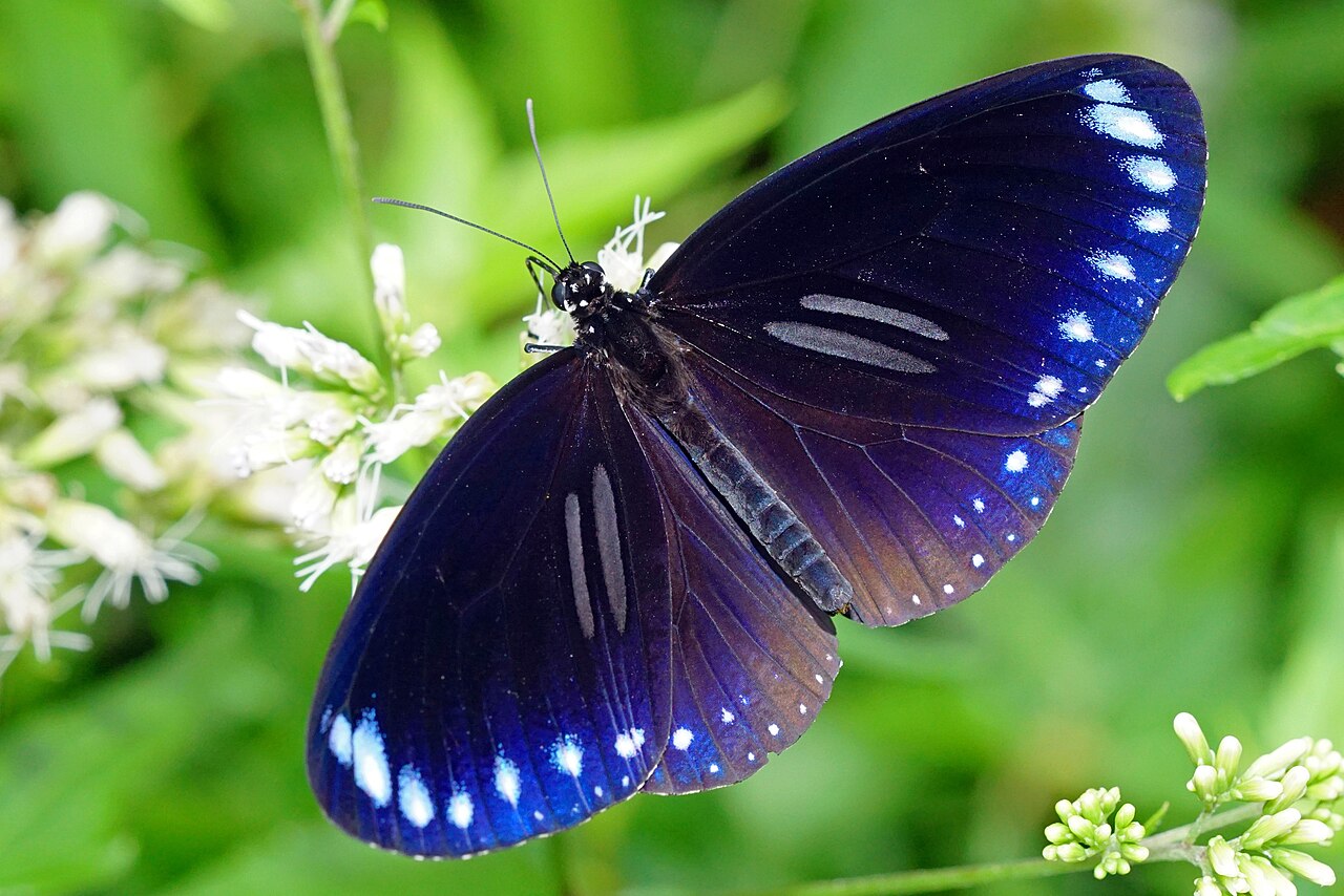 双标紫斑蝶（Euploea sylvester）