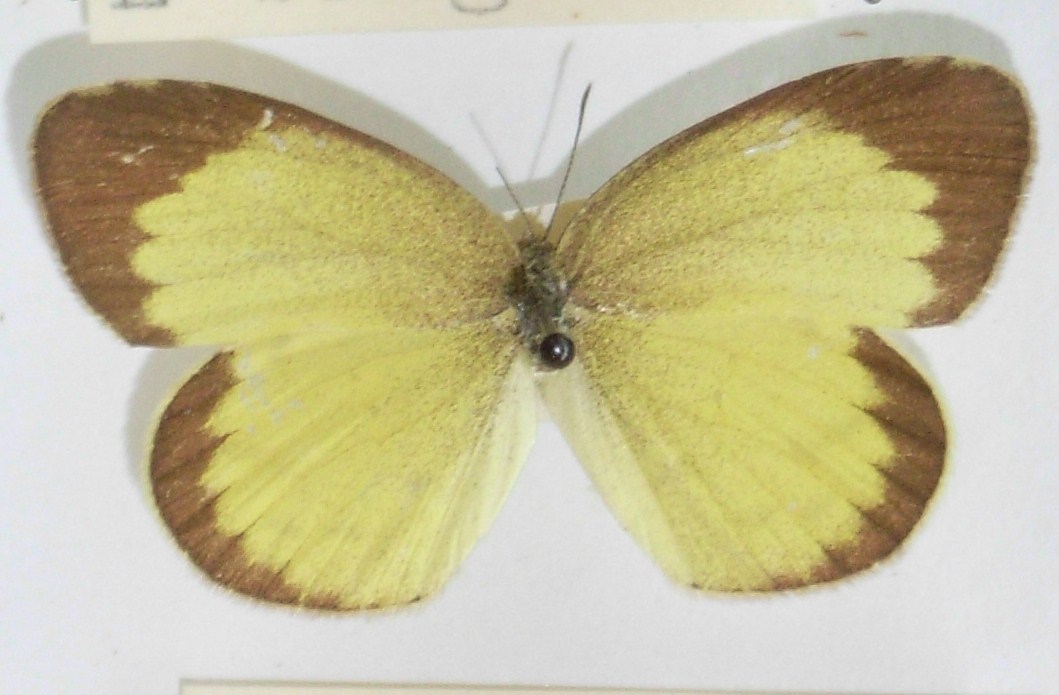 星黄蝶（Eurema brigitta）