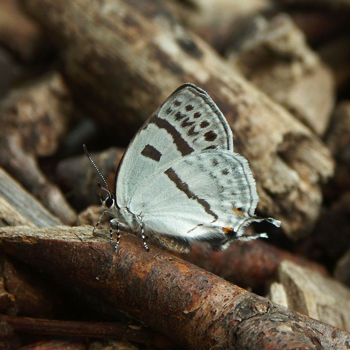 折线灰蝶（Antigius attilia）