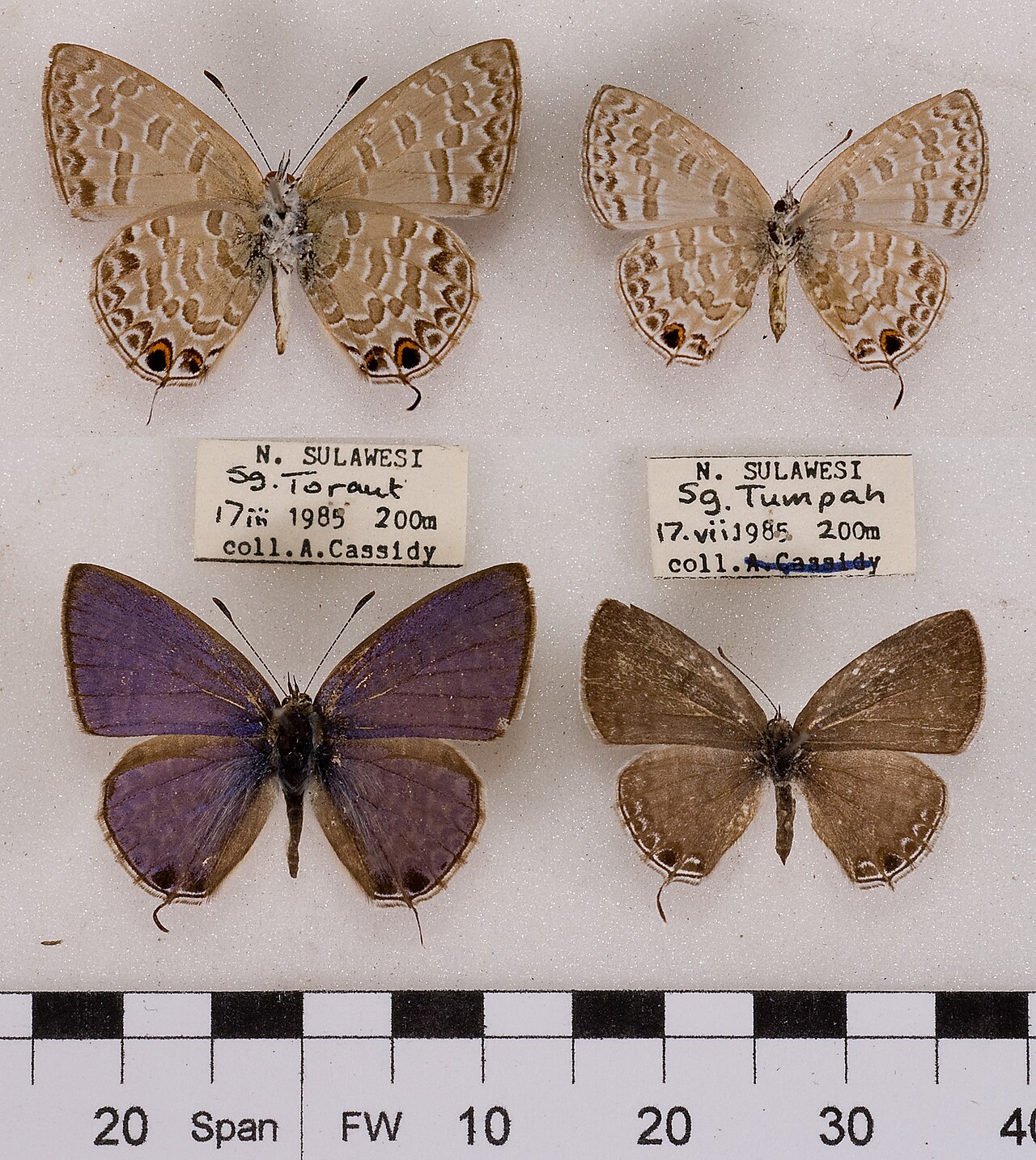 曲波灰蝶（Catopyrops ancyra）