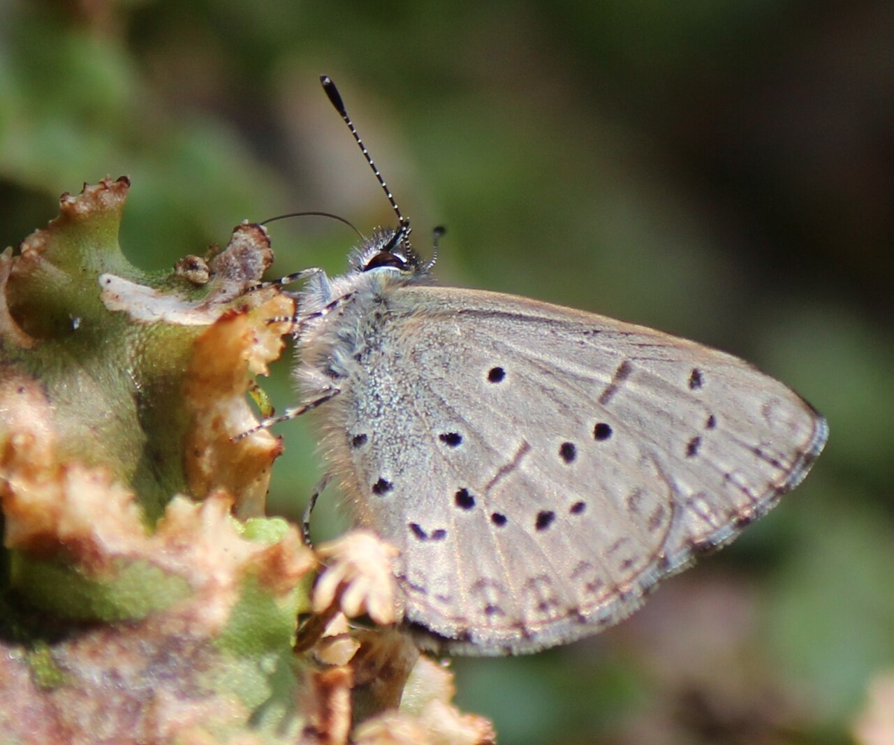 杉谷琉灰蝶（Celastrina sugitanii）