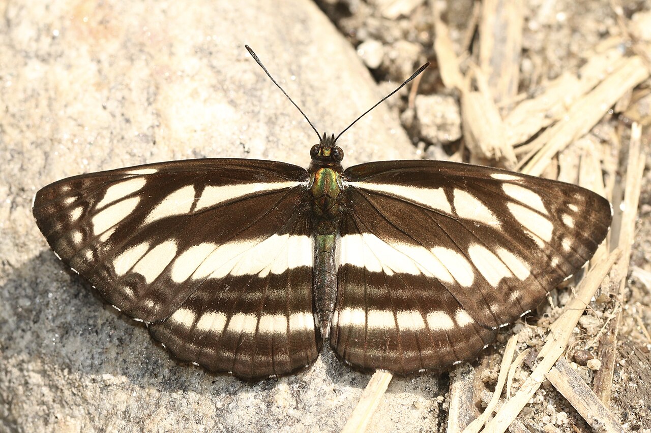 断线环蛱蝶（Neptis soma）
