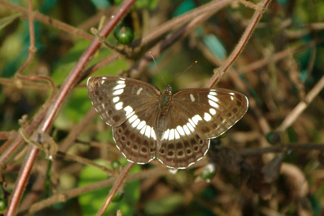 日本线蛱蝶（Limenitis glorifica）