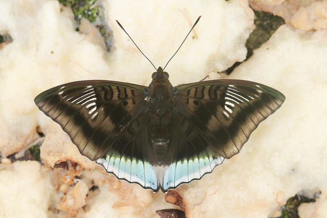 尖翅翠蛱蝶（Euthalia phemius）