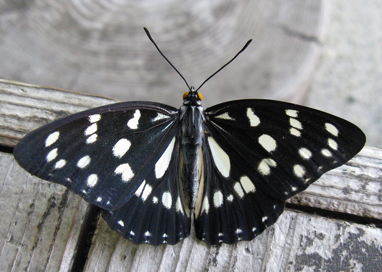 小脉蛱蝶（Hestina japonica）