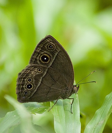 曲斑眉眼蝶（Mycalesis perseus）