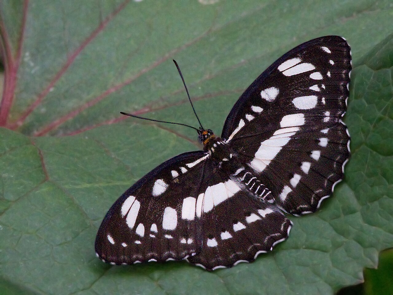 玄珠带蛱蝶（Athyma perius）