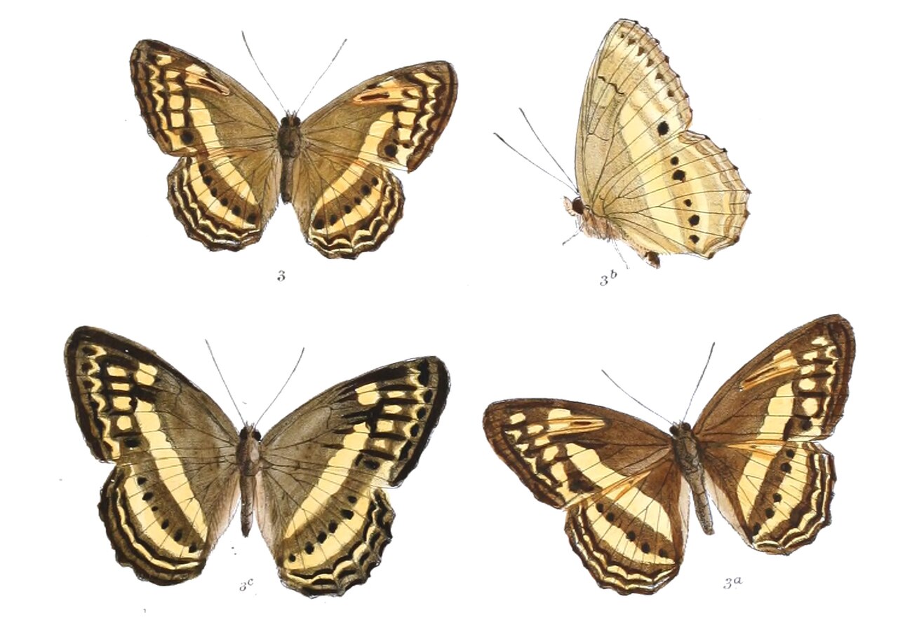 琥珀蛱蝶（Paduca fasciata）
