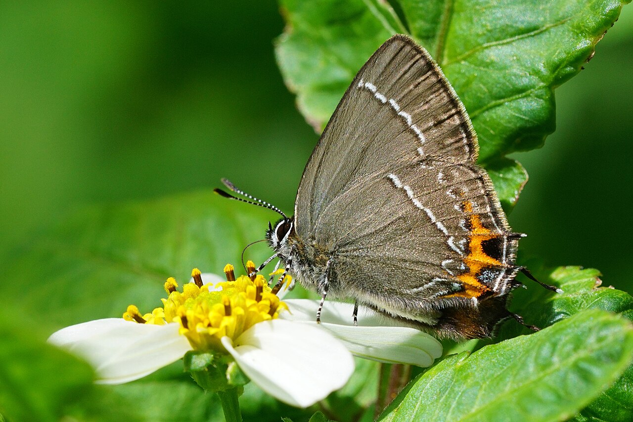 渡氏乌灰蝶（Fixsenia watarii）