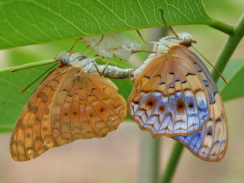 珐蛱蝶（Phalanta phalantha）
