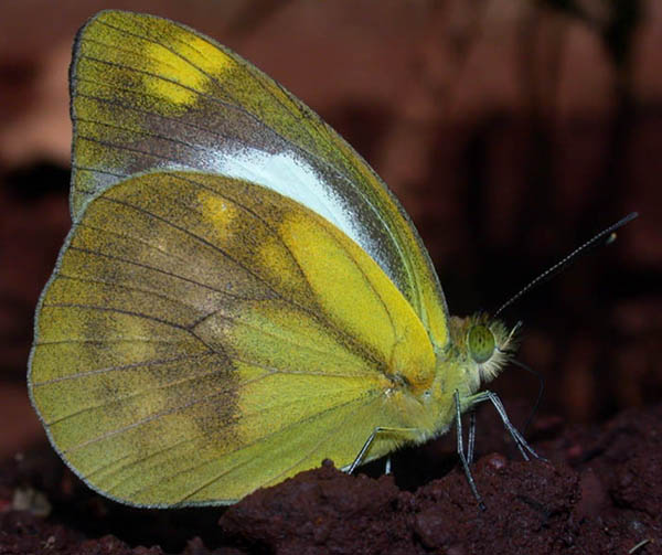 淡褐脉粉蝶（Cepora nadina）