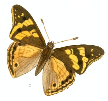 武铠蛱蝶（Apatura ulupi）