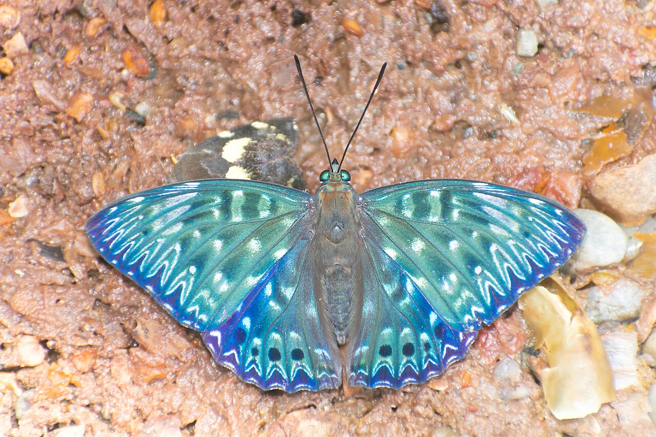 流星蛱蝶（Dichorragia nesimachus）