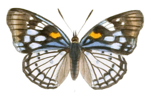 灿蛱蝶（Sephisa chandra）