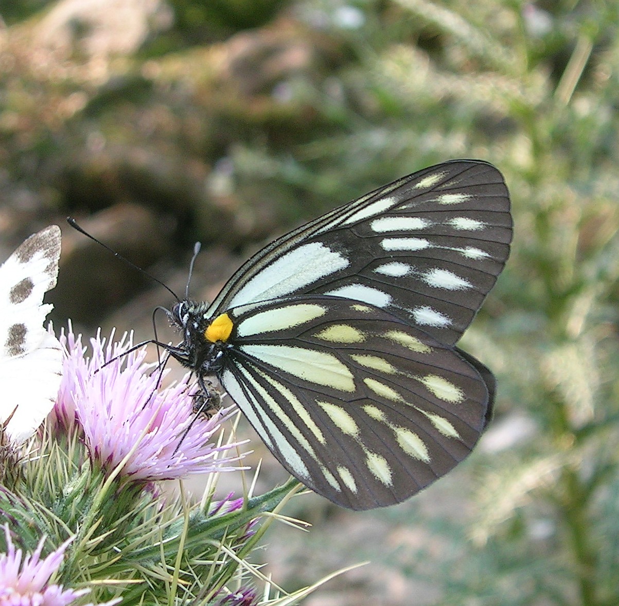 流星绢粉蝶（Aporia agathon）