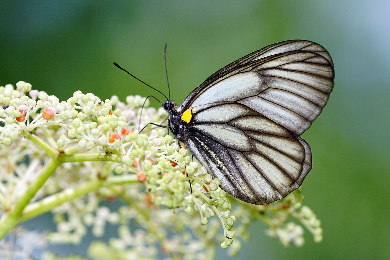 白绢粉蝶（Aporia genestieri）