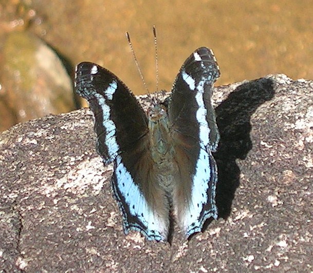 琉璃蛱蝶（Kaniska canace）