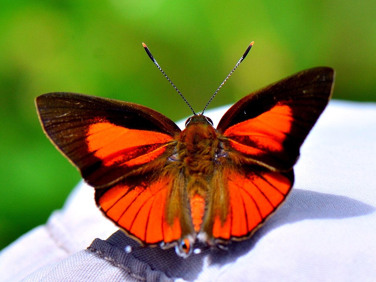 玳灰蝶（Deudorix epijarbas）
