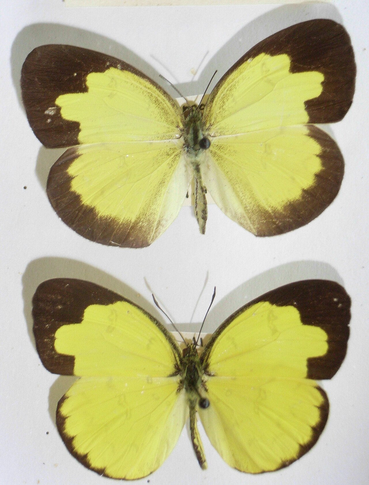 淡色黄蝶（Eurema andersonii）
