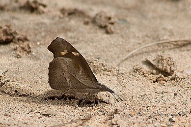 东方喙蝶（Libythea lepita）