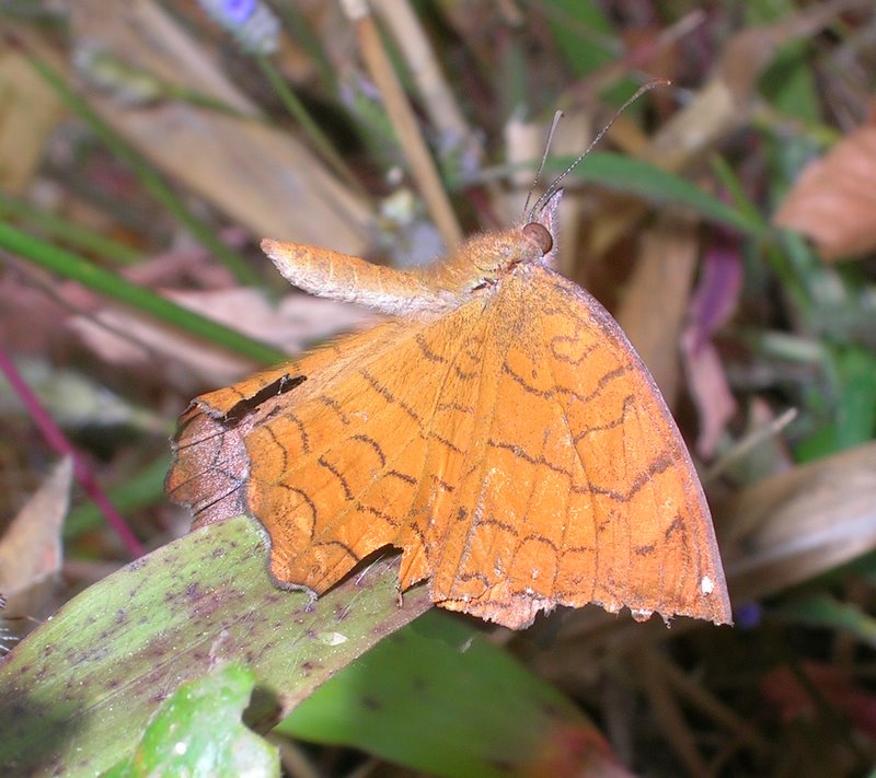 波蛱蝶（Ariadne ariadne）
