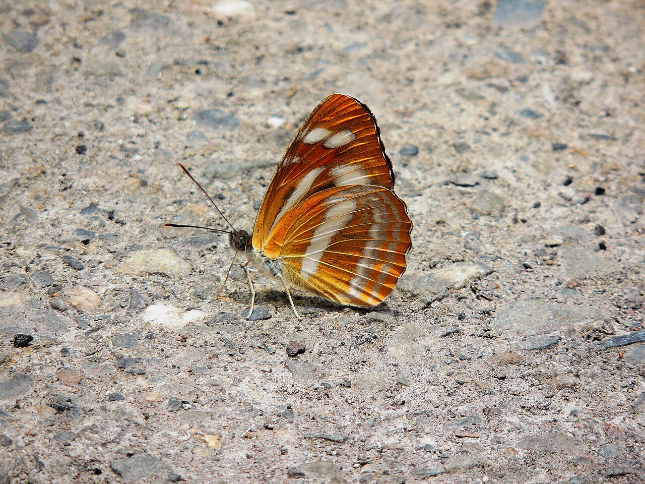 深山环蛱蝶（Neptis sylvana）