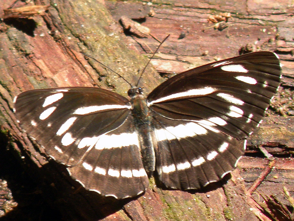 槭环蛱蝶（Neptis philyra）