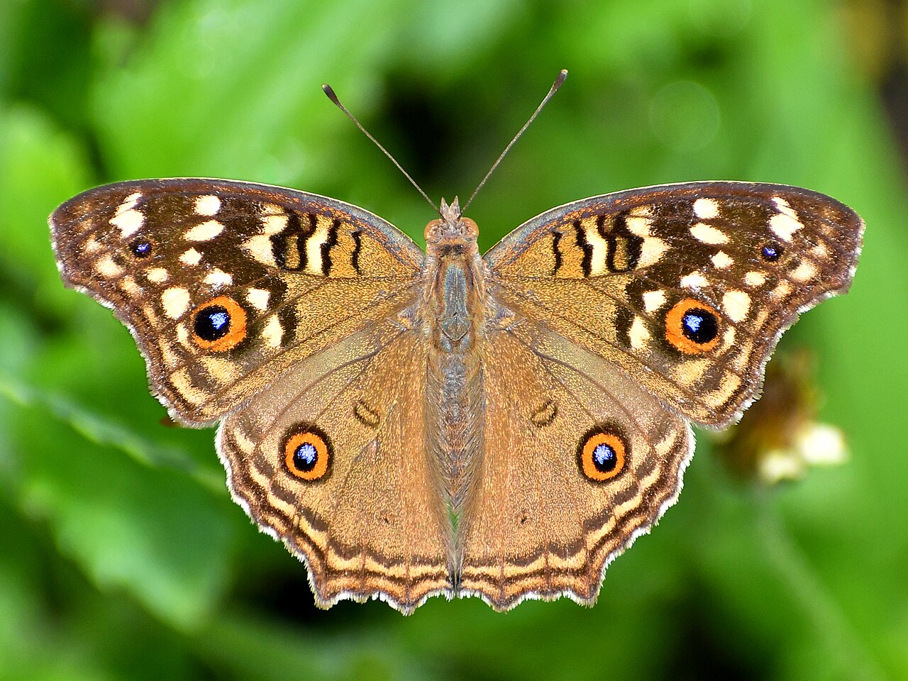 蛇眼蛱蝶（Junonia lemonias）
